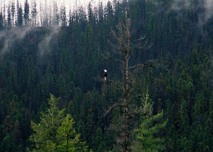 [The brown of the bird blends in with the background, but the white of its head and tail are like lights in the darkness which makes the brown body a bit more evident than it would otherwise be.]